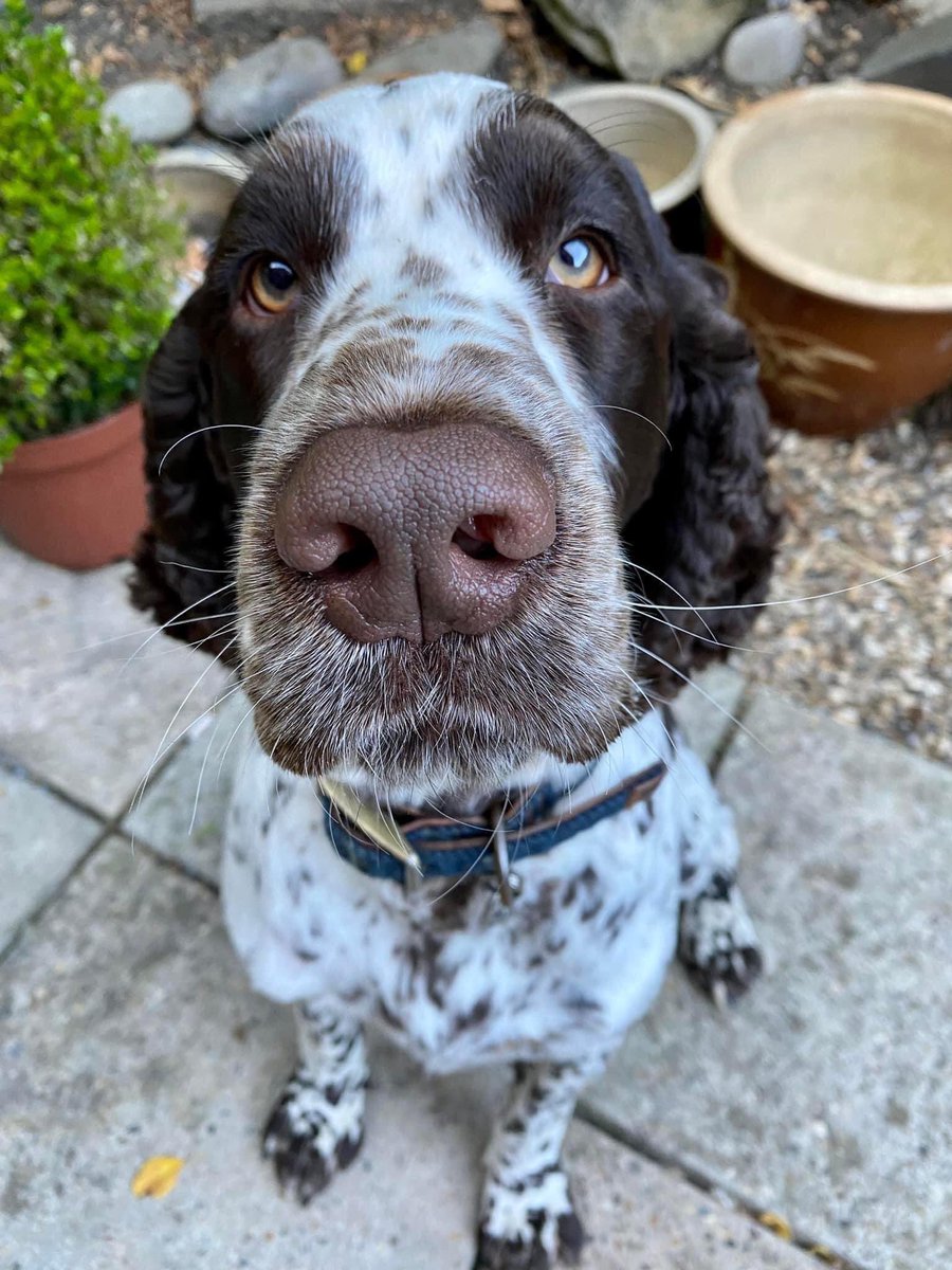 rosieDoc2's tweet photo. SOUFFLÉ, LOST WEARING blk&amp;red LIFE JACKET #KENT 
no fly area for drones
Soufflé lost from his owners #boat somewhere between #Queenborough/and #StangateCreek across the #Swale. let have quick run &amp; spooked 
Ok swimmer/may have crossed water.”
https://t.co/B8qiS084cR
@JacquiSaid https://t.co/9ig9cou4R1