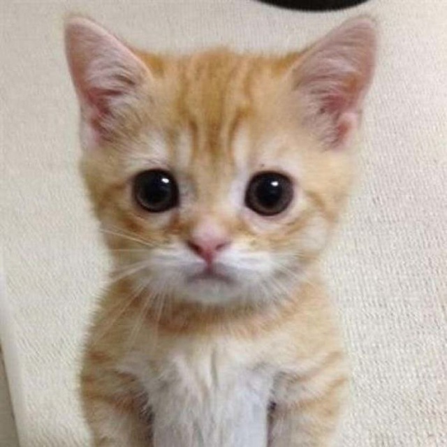 CKC Crypto tweet media