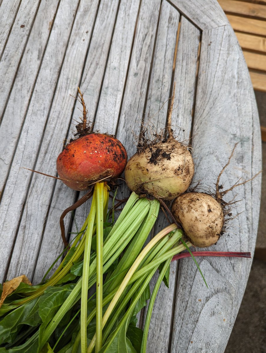 Highly suspicious that the "white" beetroot are turnips but we will see ,the orange one is just a fabulous colour