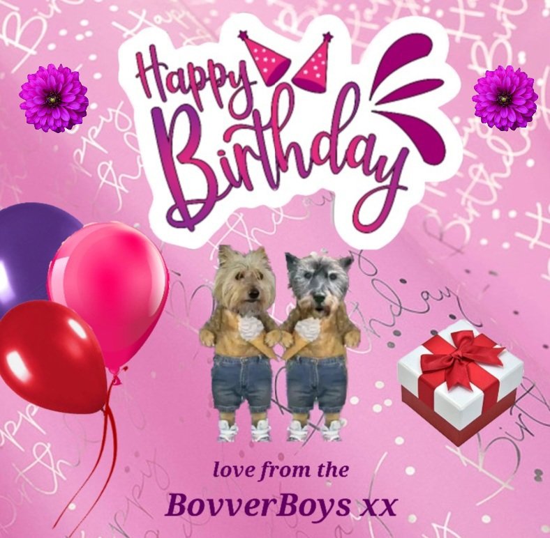 jennystape's tweet photo. Happy Birthday Ronnie sis 🎂
Love from Rupert and Norman xxx 
@NormanTheCairn #BovverBoys #BirthdayGirl #TwoToday https://t.co/HZrrmlVqWS