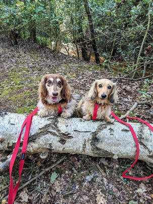 GorPets's tweet image. 🐶 Meet Maisie and Millie, the dynamic doggy duo, looking paw-sitively adorable in our vibrant red Gor Cotton Harness and Lead! ❤️🐾 Get ready for some serious #DoggyFashionGoals with these two cuties. 📸 #GorPets #DogFashion #FurFriends #MaisieAndMillie #PawsomePair