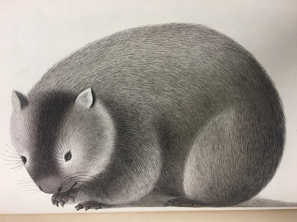 A rather cute wombat … somehow appearing in Bengal by the early 19th century and painted for Marquess Wellesley, who founded the The Institution for Promoting the Natural History ' in 1801 at Barrackpore near Calcutta. BL NHD32

#WombatWednesday