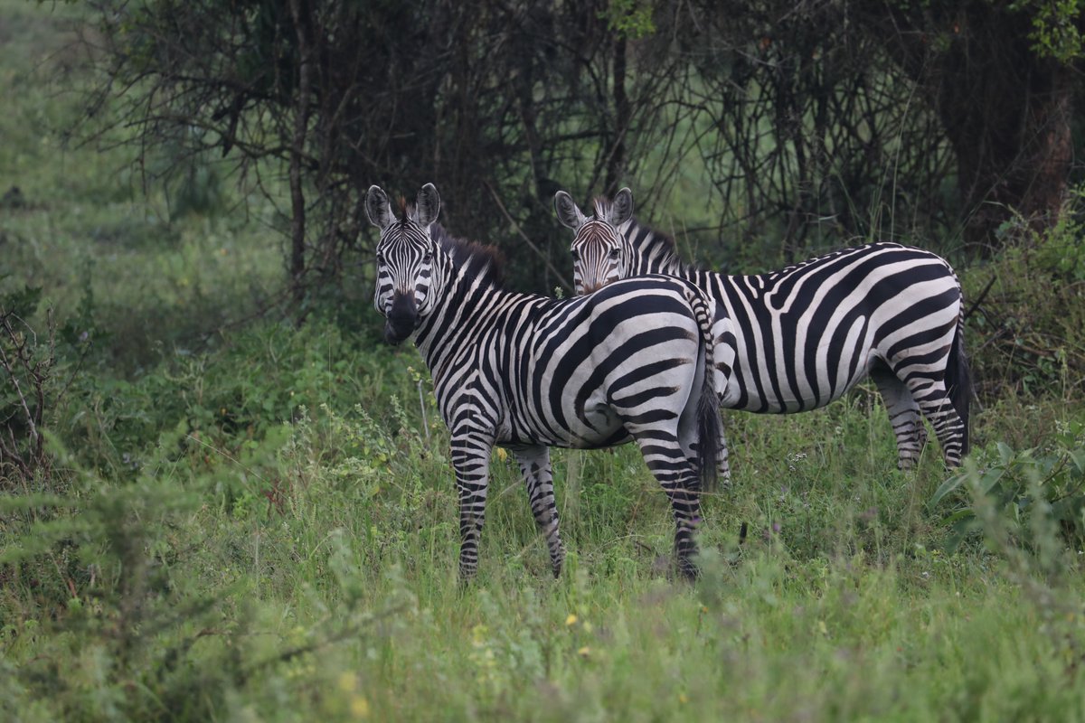ChigoTours's tweet photo. Lake Mburo National Park, #Uganda - whispers of the wild #photography #WednesdayMotivation #wednesdayphoto #ExploreUganda https://t.co/9LintKE1Lz