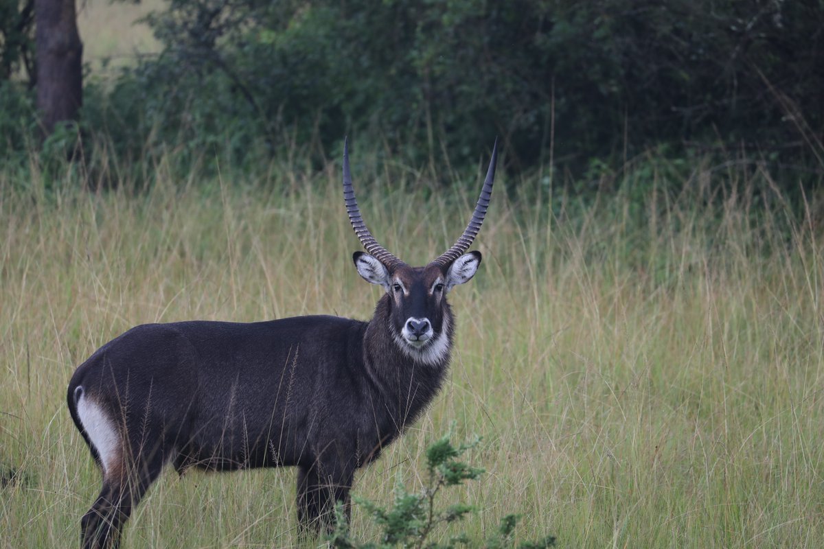 ChigoTours's tweet photo. Lake Mburo National Park, #Uganda - whispers of the wild #photography #WednesdayMotivation #wednesdayphoto #ExploreUganda https://t.co/9LintKE1Lz