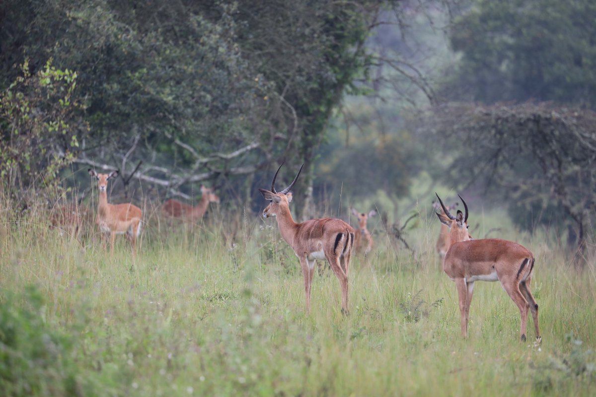 ChigoTours's tweet photo. Lake Mburo National Park, #Uganda - whispers of the wild #photography #WednesdayMotivation #wednesdayphoto #ExploreUganda https://t.co/9LintKE1Lz