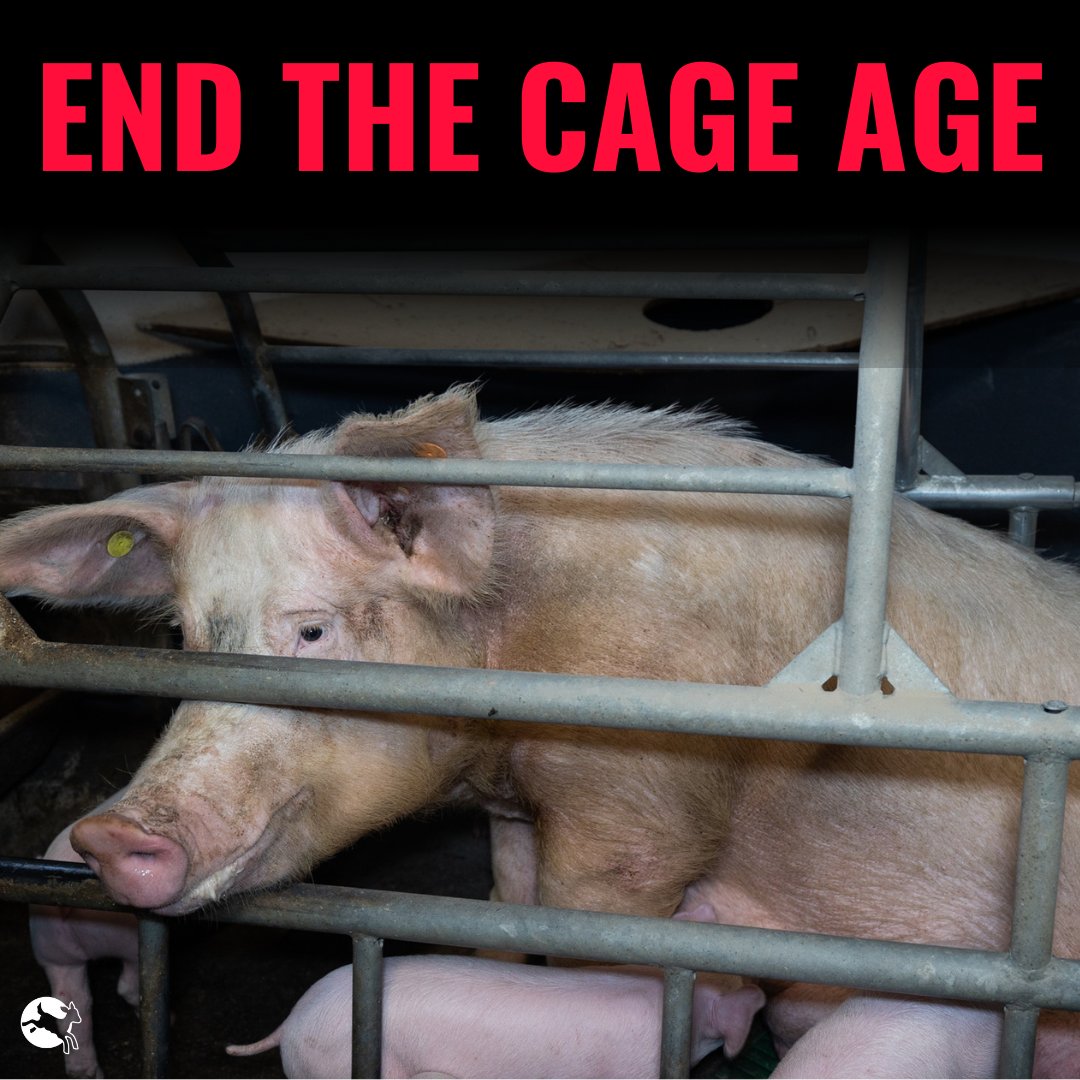 After years of campaigning, we're closer than ever to the promised EU cage ban for farmed animals. We will not back down.

President <a href="/vonderleyen/">Ursula von der Leyen</a>, please tell us during your #SOTEU, when will the EU #EndTheCageAge?

<a href="/PVanKemseke/">Peter Van Kemseke</a> <a href="/VDombrovskis/">Valdis Dombrovskis</a> <a href="/MarosSefcovic/">Maroš Šefčovič🇪🇺</a> <a href="/SKyriakidesEU/">Stella Kyriakides</a> <a href="/jwojc/">Janusz Wojciechowski</a>