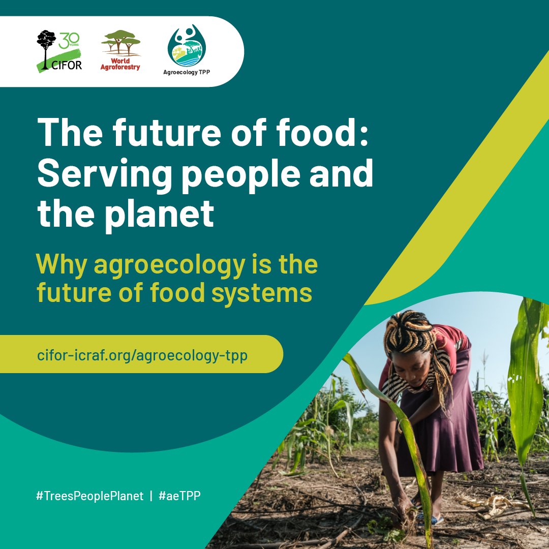 ❗ Global food systems are broken!

Responsible for a third of GHG emissions, #biodiversity loss, &amp; land degradation, while leaving over 800 million people hungry.

🌱 #Agroecology serves both people &amp; nature. It is the future of food systems.

🔗: cifor-icraf.org/agroecology-tp…

#aeTPP