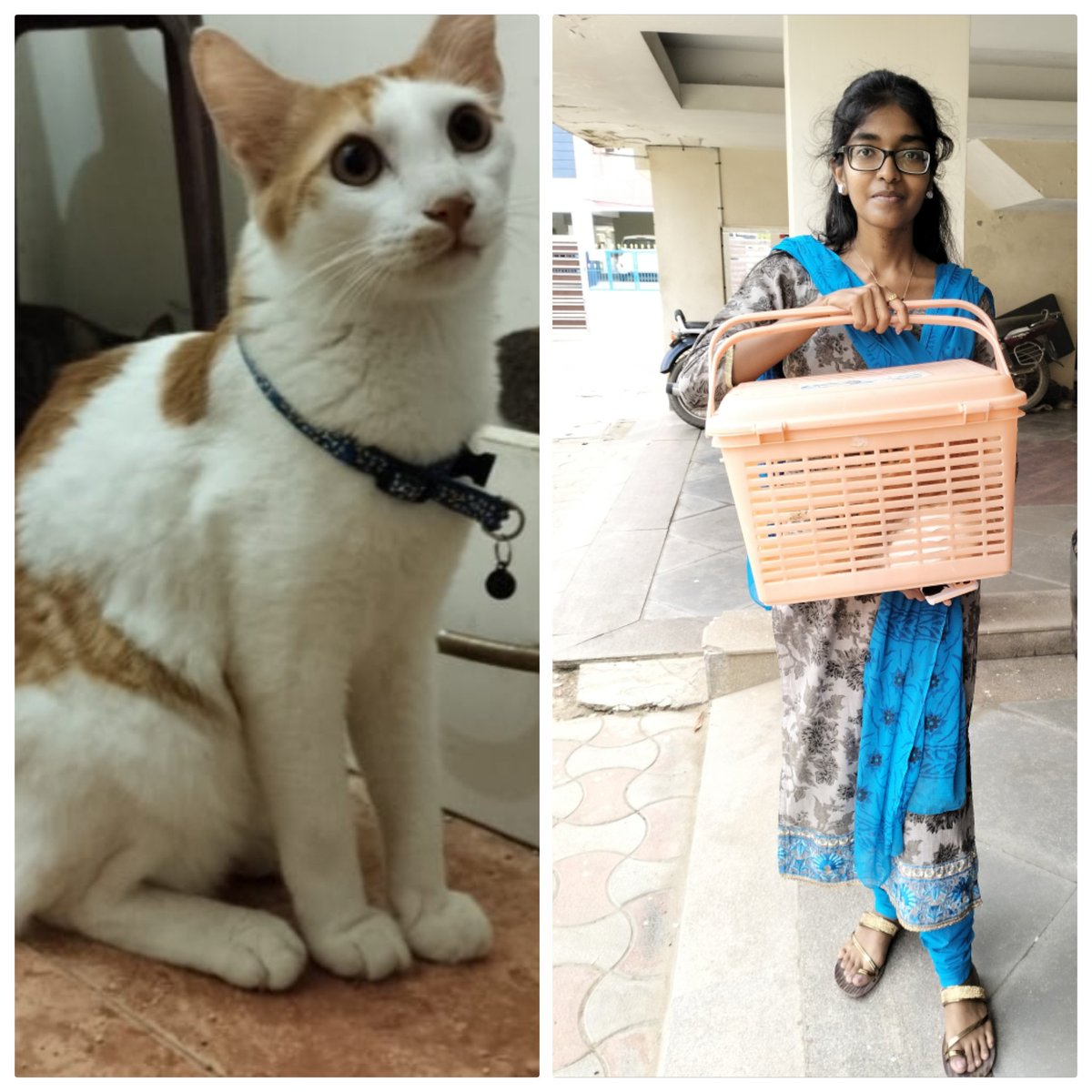 SANSAnimalTrust's tweet photo. Thanks to Ms. Padmashree &amp; family for adopting a 1 year old male cat(Simba). https://t.co/8ikO7TcRqn