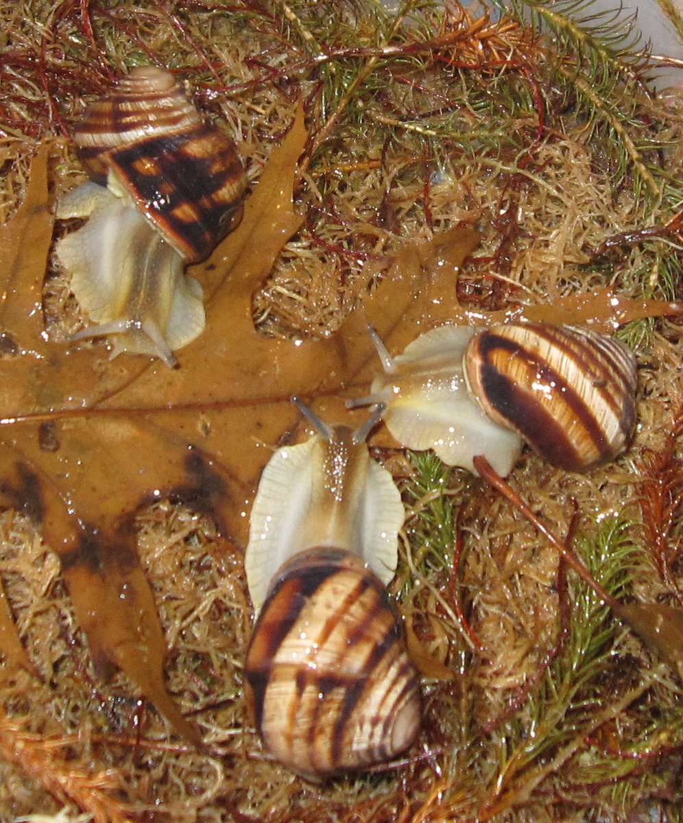 Taski_Guru's tweet photo. Snail pets I used to have  
     
Helix lucorum and Cepaea Nemoralis my beloved  #Helicidae #cepaea #pet #snail #snails #photo https://t.co/UCn5dHhwHF