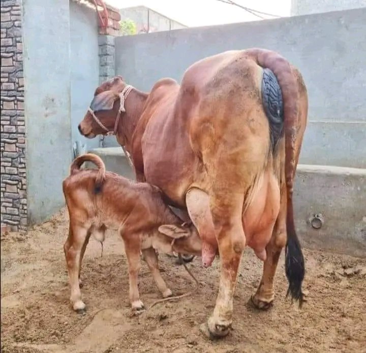 Shivangi Devaacharye Ram tweet media