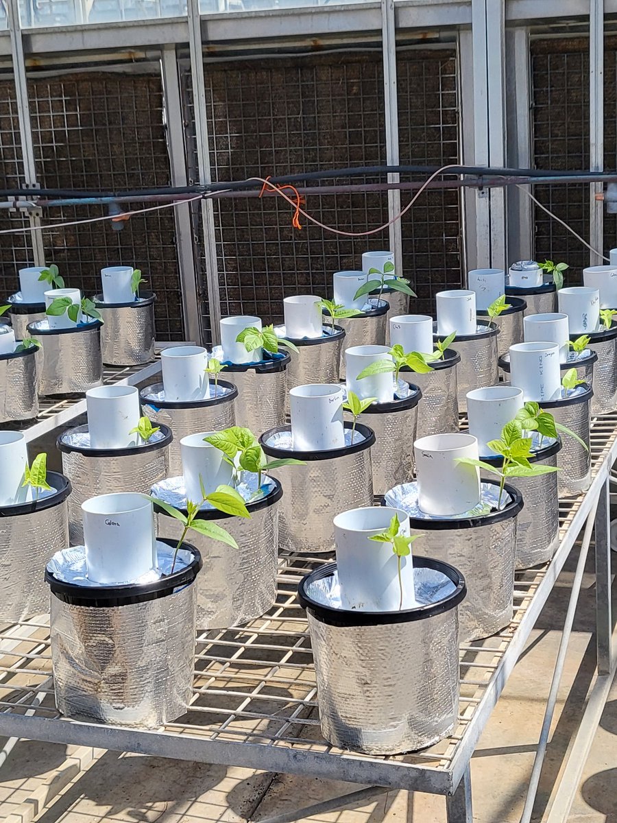 Water use experiment - PhD project