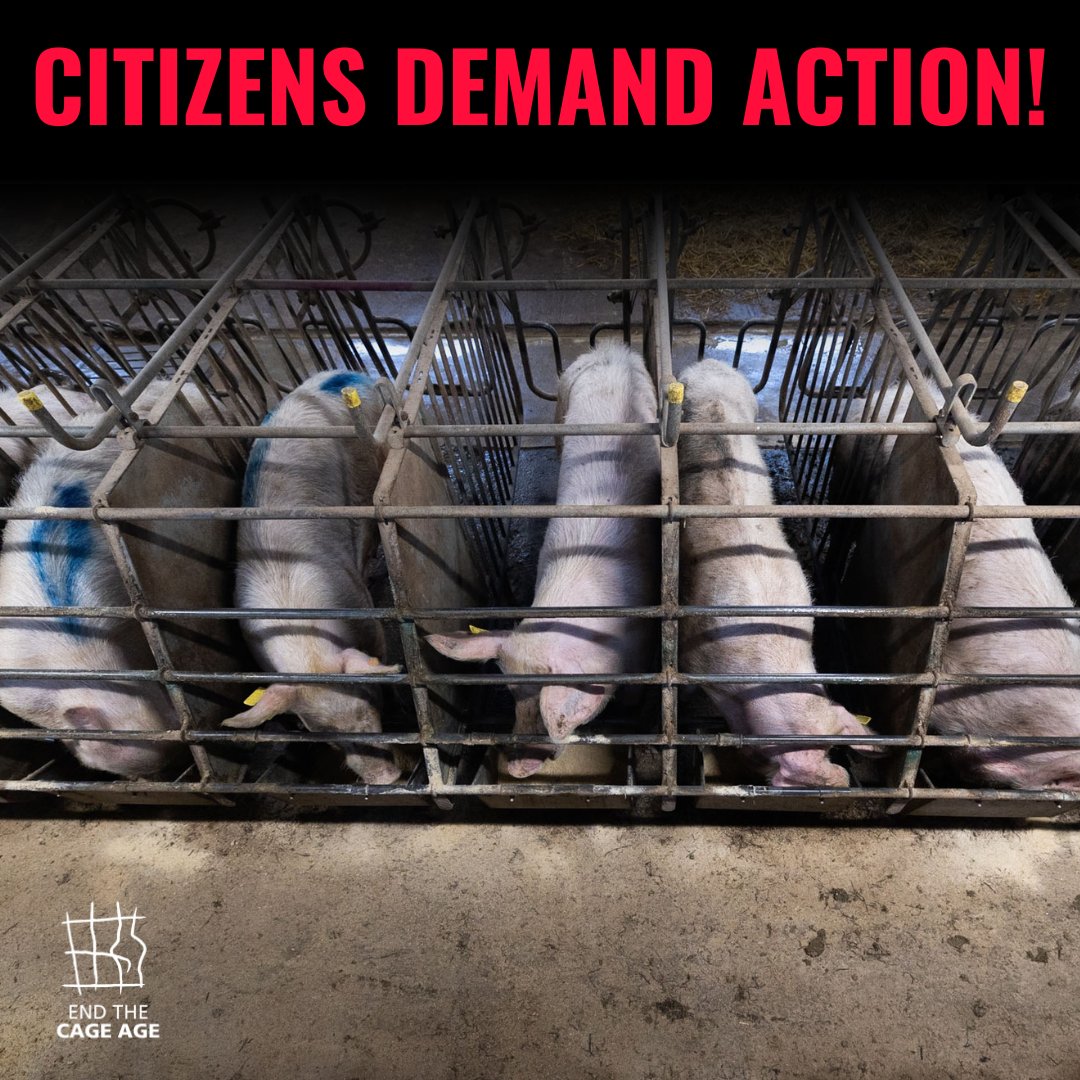 ciwf's tweet photo. EU citizens want to see a ban on caged farming. Promises to introduce new laws are not enough. We need action!

President @vonderleyen, please tell us during next week's #SOTEU, when will the EU #EndTheCageAge?

@PVanKemseke @VDombrovskis @MarosSefcovic @SKyriakidesEU @jwojc https://t.co/TPFQ2LFoMw