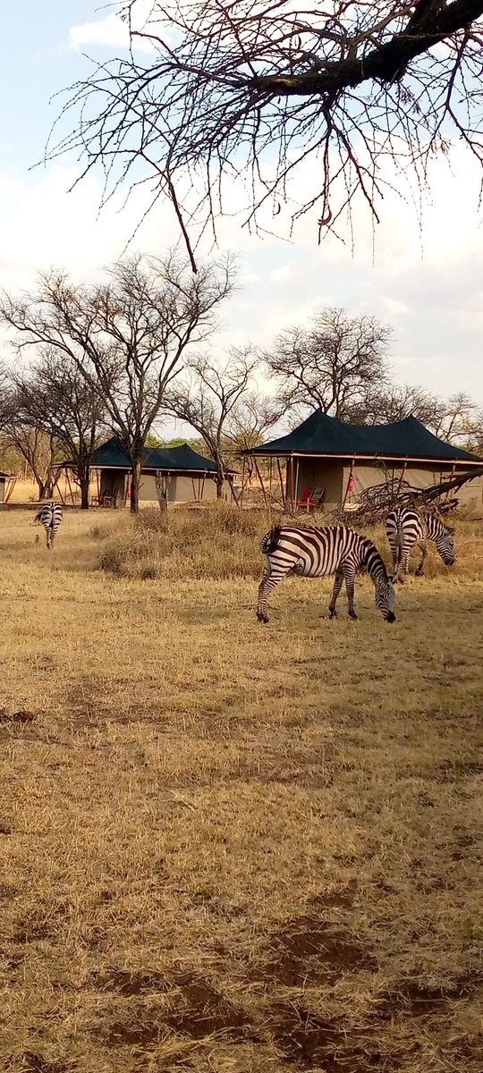 Golden Safari Camps tweet media