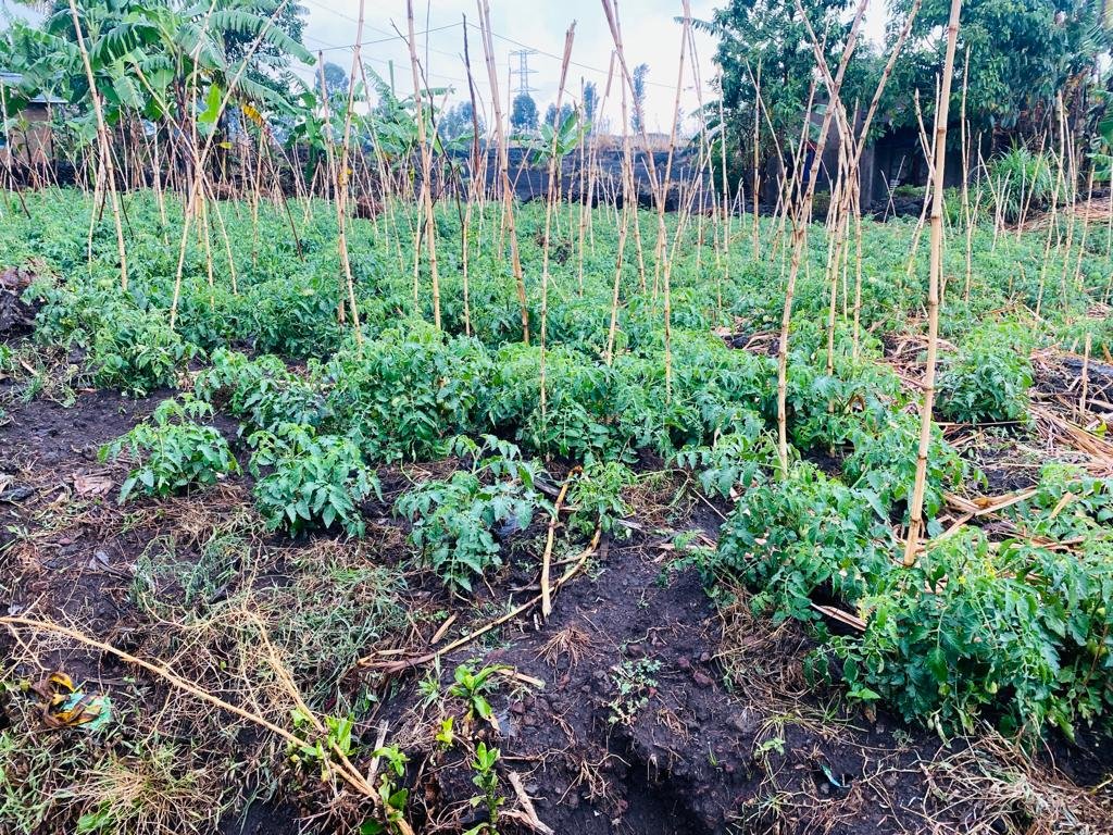RwandaWomen's tweet photo. Bamwe mu bagize amatsinda akora ubucuruzi bwambukiranya imipaka mu murenge wa Cyanzarwe @RubavuDistrict yatewe inkunga n'Inama y'Igihugu y'Abagore barishimira ko inkunga bahawe yabafashije kwiteza imbere,  bakomeza ubucuruzi bwabo kandi baguramo amatungo n'imirima. https://t.co/almf5LFxju