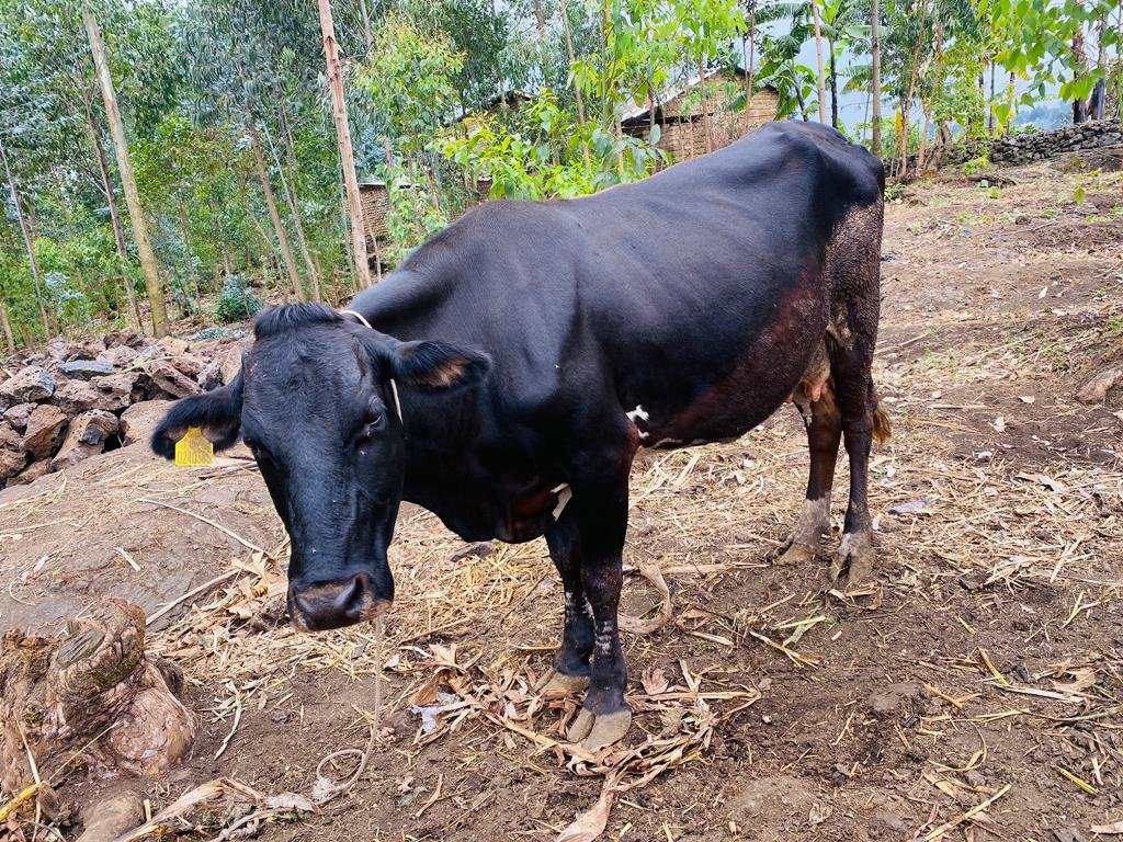 RwandaWomen's tweet photo. Bamwe mu bagize amatsinda akora ubucuruzi bwambukiranya imipaka mu murenge wa Cyanzarwe @RubavuDistrict yatewe inkunga n'Inama y'Igihugu y'Abagore barishimira ko inkunga bahawe yabafashije kwiteza imbere,  bakomeza ubucuruzi bwabo kandi baguramo amatungo n'imirima. https://t.co/almf5LFxju