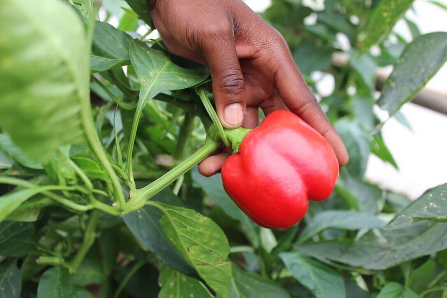 synnefa_KE's tweet photo. Youth are involved and invest in activities that support agricultural production, capacity building, goods and services, logistics and value addition as service providers and entrepreneurs. And of course, youth are also farmers. #Agri4Value https://t.co/7gIGcE87wk