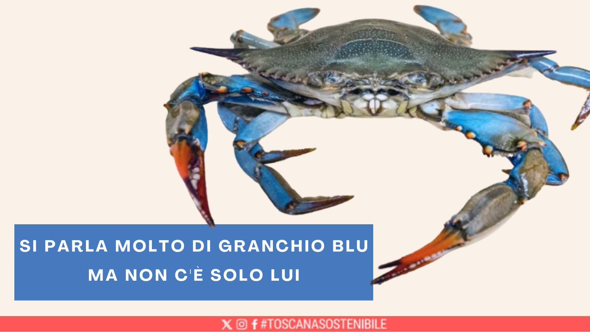 Un ritmo come l'attuale di introduzione, affermazione e diffusione delle #speciealiene non è mai stato registrato: circa 200 all’anno. Il costo  globale  ha superato i 423 miliardi di dollari all’anno
Il rapporto #Ipbes▶️urly.it/3wafv
#biodiversità #toscanasostenibile