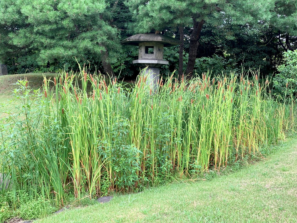 HamarikyuGarden's tweet photo. You can view these sausage-like flower spikes of #Typha (US: #cattail, UK: #bulrush) by Shioiri-no-ike and at the Site of Enryo-kan.
The one by the tidal pond is southern cattail while the one at the Site broadleaf cattail.
Can you spot the differences between the two species? https://t.co/xhmIa2mMeK
