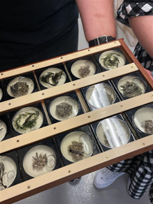 NHM_Digitise's tweet photo. 'If you ever get the opportunity to become a digitiser, seize it!’ 

We have been lucky enough to have Janice and Ying with us on placements from @LeicsMusStud this summer. Find out more about what they have been up to in their blog: 

https://t.co/f93khtbuBi https://t.co/iVakAsa3zb
