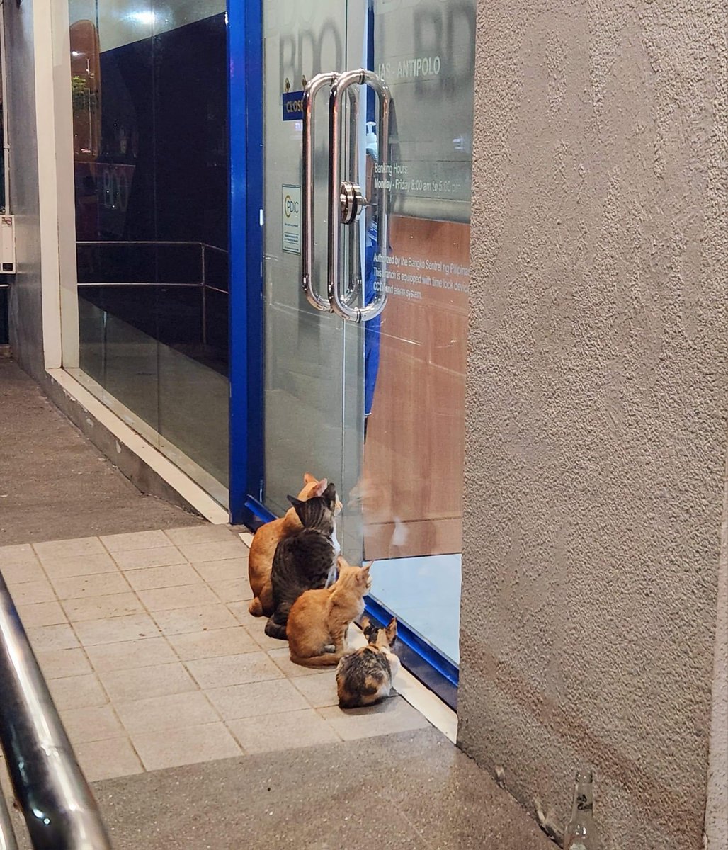 'MAGWITHDRAW PA NAMAN ATA' 

A netizen draws laughs on the internet after sharing photos of stray cats lined up at a door of a bank during closing hours. 

"Napagsarhan ng bangko.. Magwiwithdraw pa nman ata... 😅😅😅," uploader Mark Basa wrote in the caption. 

📸Mark Lister Basa