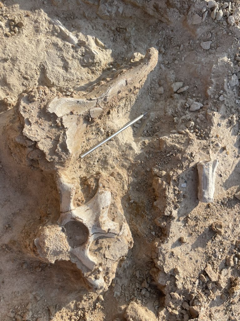 Lindsay Zanno tweet media