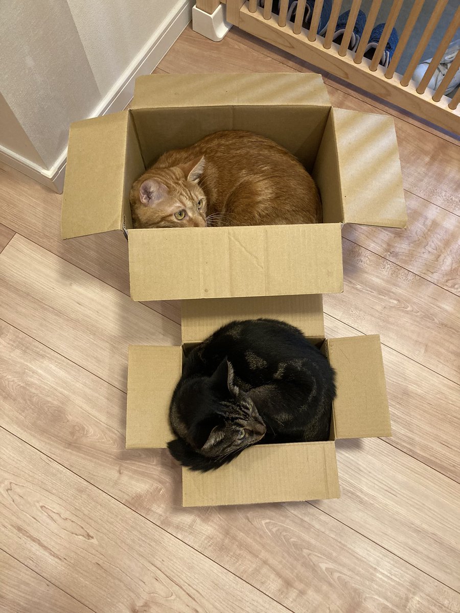 ねこ川家 tweet media