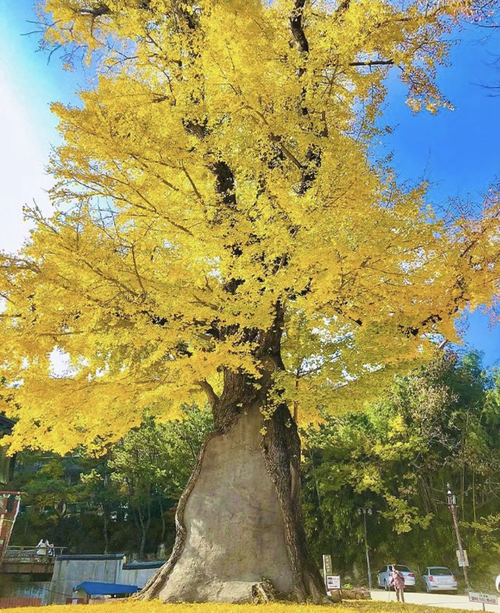 #รีวิวปูซาน ที่นี่ก็คือต้องปักหมุดรัวๆๆ ตอนใบไม้เปลี่ยนสีก็คือสวยมากกกกกกก 🍁
“Beomeosa Temple (범어사)“ เป็นวัดเก่าแก่ของเกาหลี ตั้งอยู่เชิงเขา เป็นจุดชมใบไม้เปลี่ยนสีที่มีชื่อเสียงมากๆในปูซาน ตอนพีคคือสวยสุดๆๆ ปักหมุดรัวๆๆเลย

ปีที่แล้วใบไม้เปลี่ยนสีสวยๆตอนช่วงต้น พ.ย. ค่า