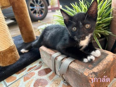 CatsterClub's tweet photo. 🏠หาบ้านให้น้องแมว🏠
น้องอายุ 2 เดือน เข้ากระบะทรายได้ กินอาหารเปียก เม็ดได้ปกติ 
-ขอคนเลี้ยงระบบปิด 
-เจ็บป่วยสามารถพาน้องหาหมอได้
-สามารถอัปเดทน้องให้ดูได้ 
-ทำวัคซีนให้ 
-สามารถส่งกรุงเทพ และปริมณฑลได้
- ขอไม่ใช่คอนโดและหอพัก 
พิกัด หมู่บ้านเมืองเพชรวินเลจ ทุ่งมังกร 11
เบอร์ติดต่อ 0943909948