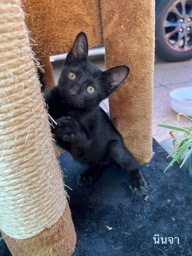 CatsterClub's tweet photo. 🏠หาบ้านให้น้องแมว🏠
น้องอายุ 2 เดือน เข้ากระบะทรายได้ กินอาหารเปียก เม็ดได้ปกติ 
-ขอคนเลี้ยงระบบปิด 
-เจ็บป่วยสามารถพาน้องหาหมอได้
-สามารถอัปเดทน้องให้ดูได้ 
-ทำวัคซีนให้ 
-สามารถส่งกรุงเทพ และปริมณฑลได้
- ขอไม่ใช่คอนโดและหอพัก 
พิกัด หมู่บ้านเมืองเพชรวินเลจ ทุ่งมังกร 11
เบอร์ติดต่อ 0943909948