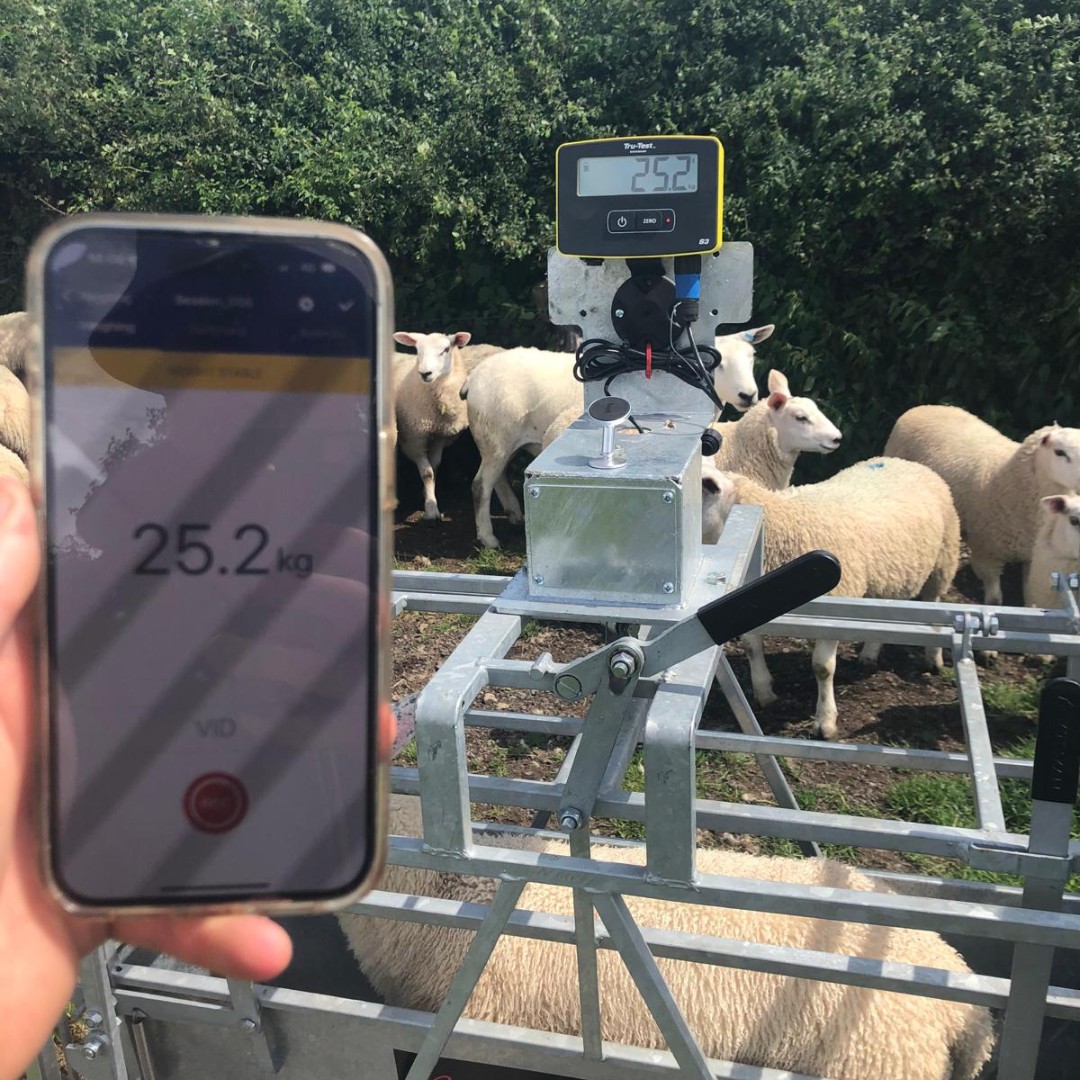 Datamars Livestock tweet media