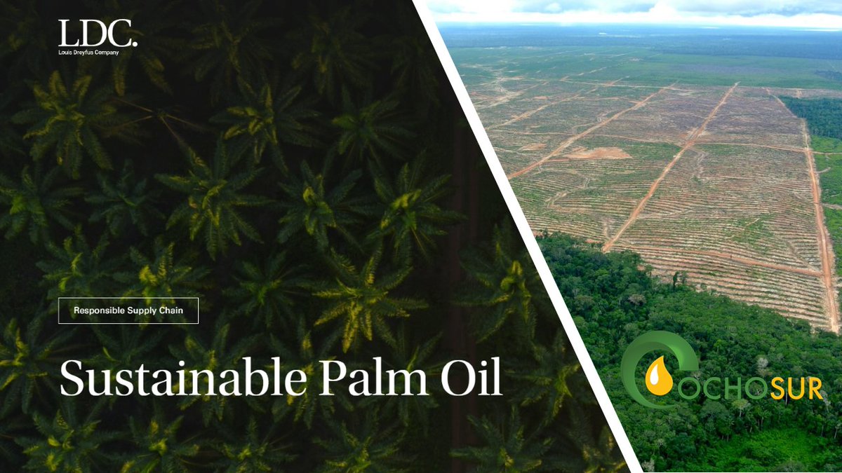 📣 In its first case to address a major #PalmOil commodity trader, the Dutch National Contact Point for the OECD offered its good offices in the complaint filed by Peruvian Indigenous organisations & allies against Louis Dreyfus Company B.V. #NOchoSur 🔗forestpeoples.org/en/press-relea…