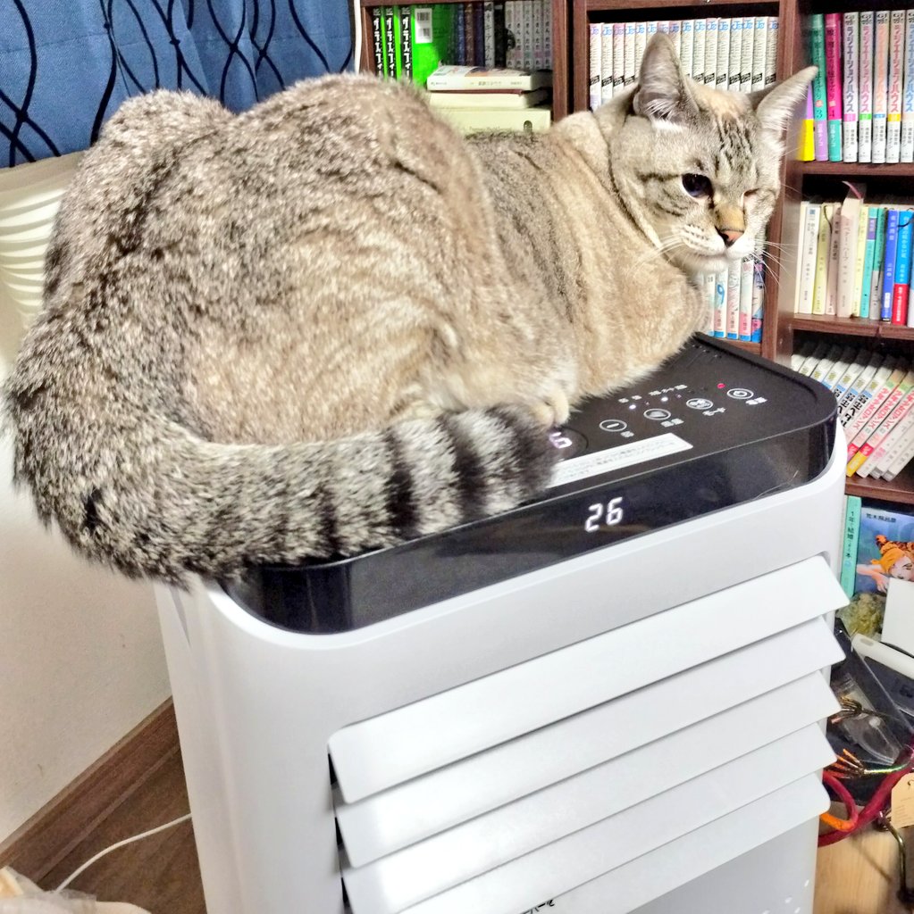 mono__1016's tweet photo. スポットクーラーを買いました。
そこは涼しくないよ。 https://t.co/XKy2NLWkCq