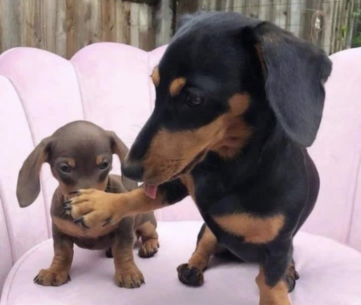 Sethembile__'s tweet image. "that steers caisher was #2Nice towards me" 

Me : Cela amaBurger ay2 phaka...
Steers cashier : ivale mfana 😅, just say #WackyWednesday next time okay! 😇