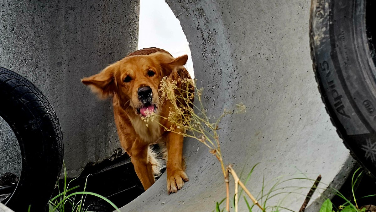 irodogs's tweet photo. Last week, 25 experienced search and rescue dog teams 🐕🦺⛑ from different organisations met for joint training on a rubble site in Eggendorf. 🇦🇹
#IRODogs #SearchDogTraining #SearchandRescue #RubbleSearch
📷 Christian Danler-Swatt https://t.co/6vDnoN4tuE