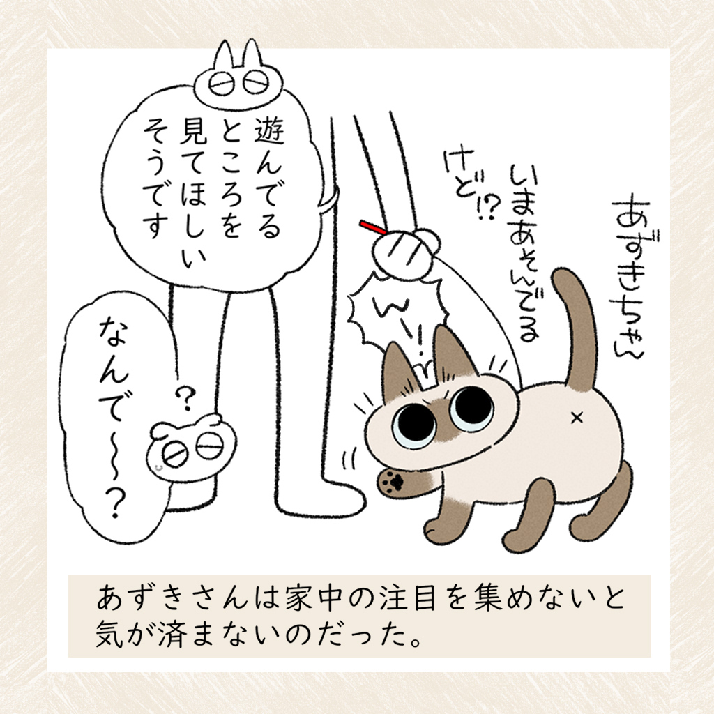 注目されたがり #シャム猫あずきさんは世界の中心