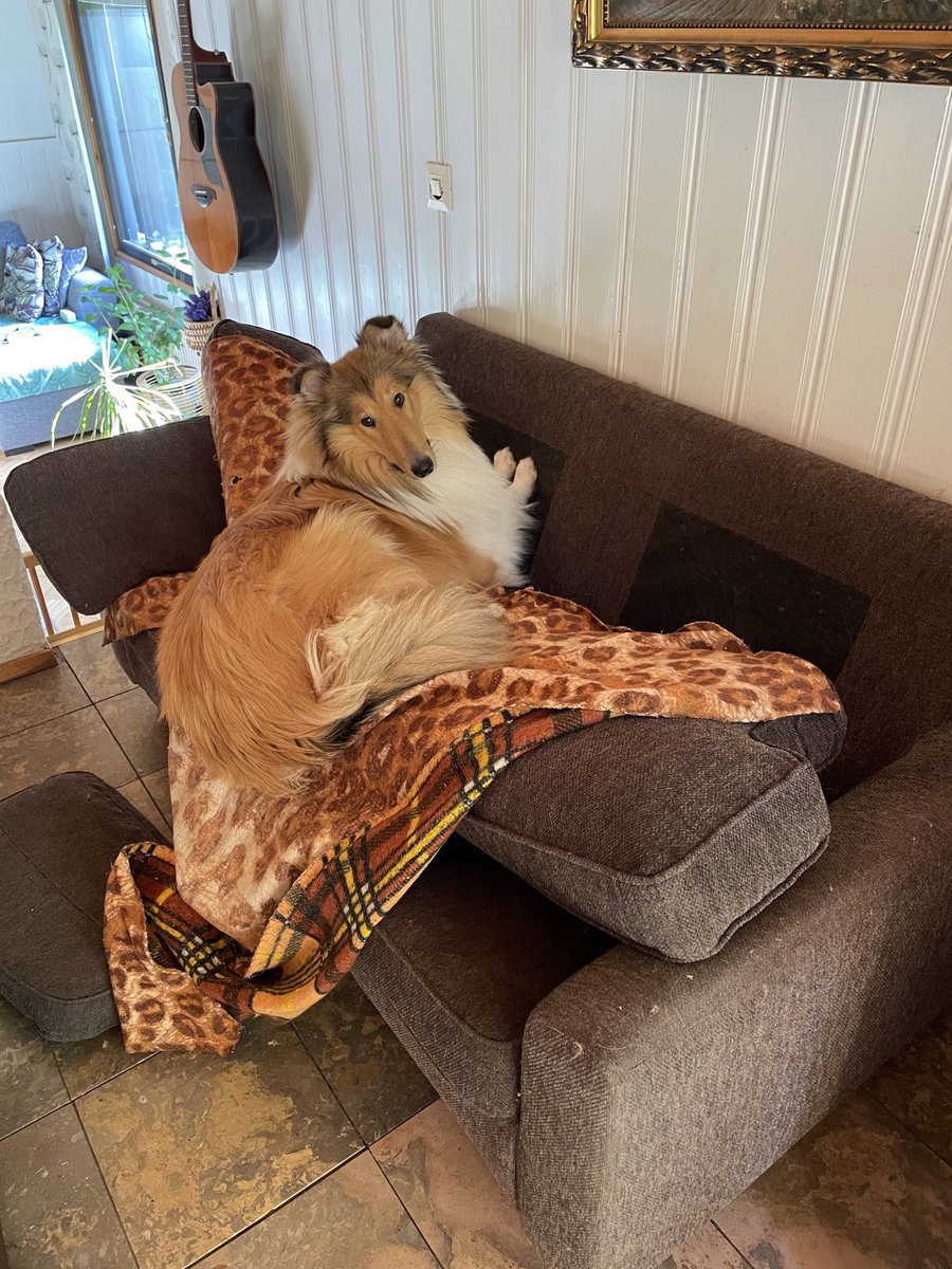 Mauno päätti pedata sohvan mieleisekseen😍