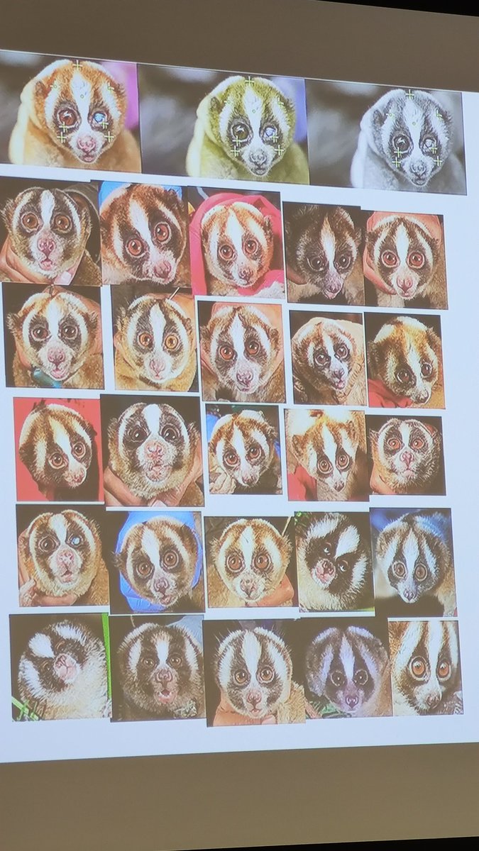 Can you tell the difference between these Slow Loris? Well that a job for Prof. Anna Nekaris @QueenFireface the fantastic keynote speaker at this years #EGG2023 @BES_EGG @BritishEcolSoc. Great talk, what a way to start the meeting!