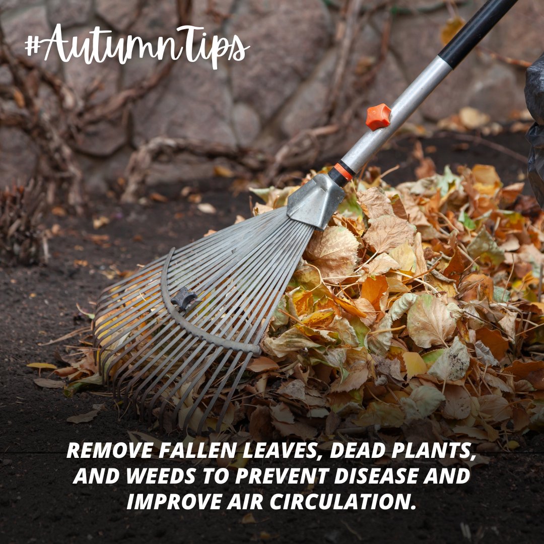LowtherSons's tweet photo. With Autumn just around the corner, we thought we'd share our best #AutumnTips for your Garden! π Today, we have a tip on preventing disease and improving ait circulation! π
#Autumn #Autumnal #AutumnGarden #Fall #FallGarden #GardenTips #TopTips #Advice #Warrington #NorthWest https://t.co/ByE6uIgE6o