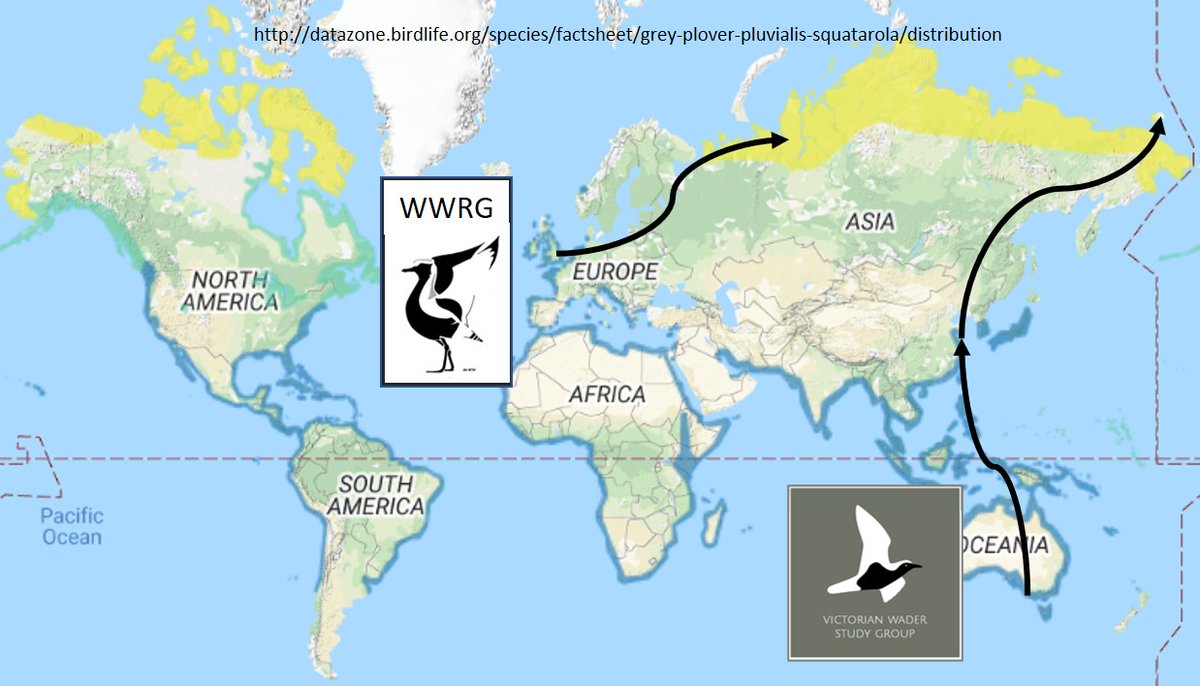 Sep 6th is #WorldShorebirdsDay (@WorldWaders)
Can anyone think of a better poster bird for global #shorebirds #waders than the Grey or Black-bellied Plover? 
BLOG: wadertales.wordpress.com/2020/06/11/plo…
They're everywhere - almost!
(Logo species: @WashWader @vwsg_web) 
#ornithology