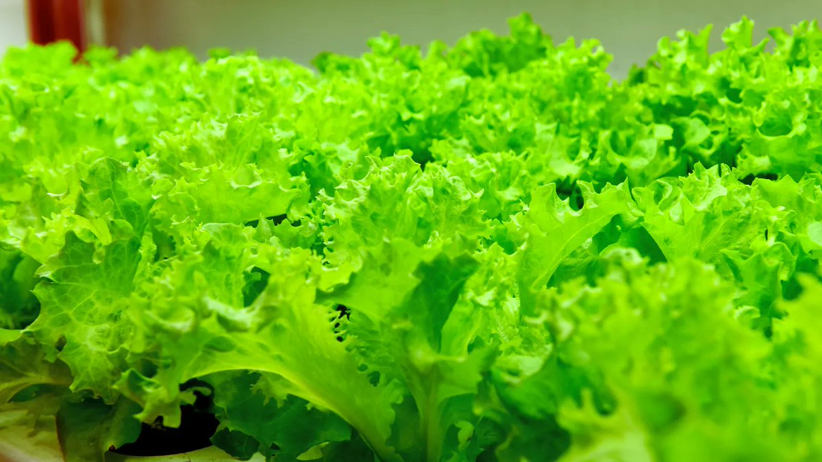 Growing Fresh, Growing Green. 💧
Vertiseed Farms is committed to sustainable agriculture. Our hydroponic farms reduce water usage and eliminate the need for pesticides. Join us in our eco-friendly journey. #Sustainability #EcoFriendlyFarming