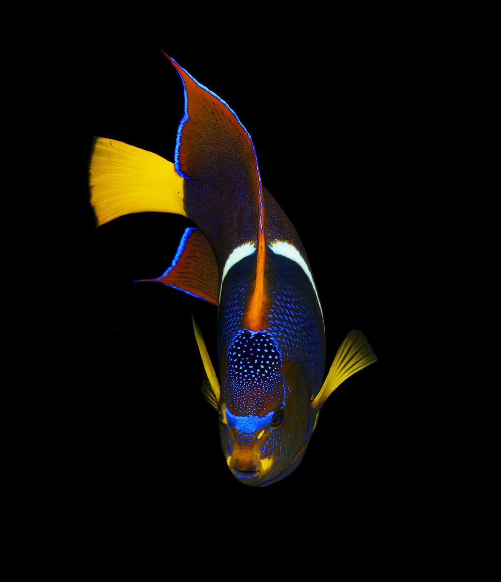 The KING ANGELFISH, Holacanthus passer. Look at that crown hunny. 👑