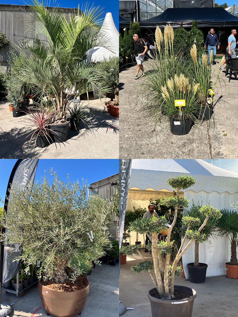 Hortifeeds's tweet photo. First day was amazing!  
Come talk to the full team @plantsbyben
@JPGarratt369 @Waineroonie at Four Oaks trade show
@FOTS2023 on stand C 79-80  

#horticulture #fertiliser #agronomy #flowers https://t.co/oLoPl3zOtS