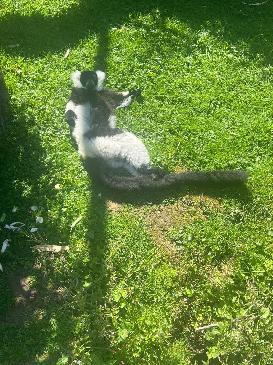 Our black-and-white ruffed lemurs are clearly making the most of the sunshine! ☀️ 😎 #lemur #blackandwhiteruffedlemur #relax #sunbathıng #missionmadagascar #sunshine #pembrokeshire