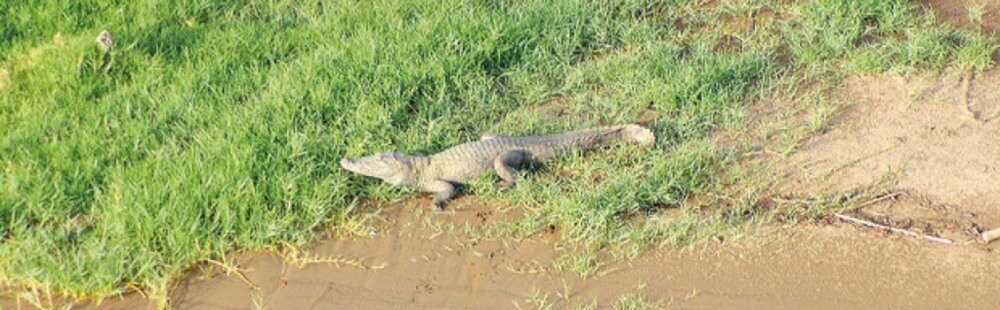 FAMartinique's tweet photo. 🔴 INFO FA | 🐊 Georges n'est pas seul dans les eaux de la Lézarde ! Les observations confirment la présence d’un autre reptile du même type dans la zone. ➡️ https://t.co/mn8kiqqvPw https://t.co/riikhxyuA1