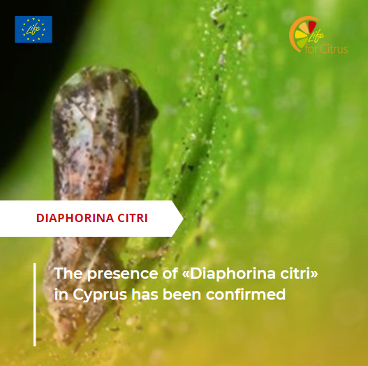 Confirmada la presencia de Diaphorina citri en Chipre.
<a href="/AsajaMalaga/">Asaja Málaga</a> <a href="/ava_asaja/">Associació Valenciana d'Agricultors</a> <a href="/Cirad/">Cirad</a> <a href="/Icia_GobCan/">ICIA</a> <a href="/GVAivia/">IVIA</a> <a href="/AsajaNacional/">Asaja Nacional</a> <a href="/UAlg/">Universidade Algarve</a> <a href="/LIFEprogramme/">LIFE Programme</a> 

Estos son los detalles...
 lifevidaforcitrus.eu/2023/09/06/the…