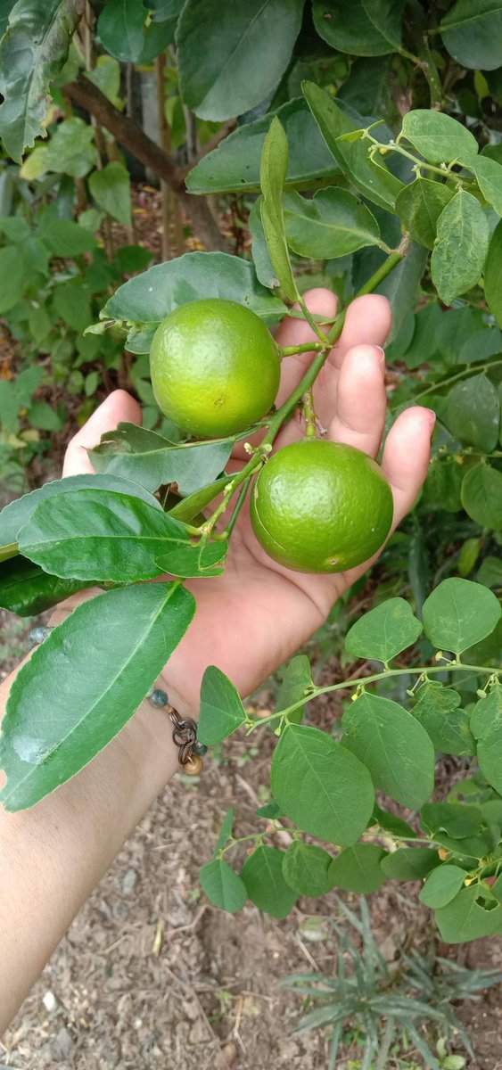Some treasure in my garden.
😉😜 #HappyWednesday to all 🍀🌼🍀🍋🥦🥒🥑 
#Lemon #Lime #Fruit #CITRUS #Aurantifolia #Rutaceae #Fruits #garden #mygarden #GardeningX #BackYardGarden #KitchenGarden #gyo #HomeGrown #GrowYourOwn #GrowingFood #Harvest