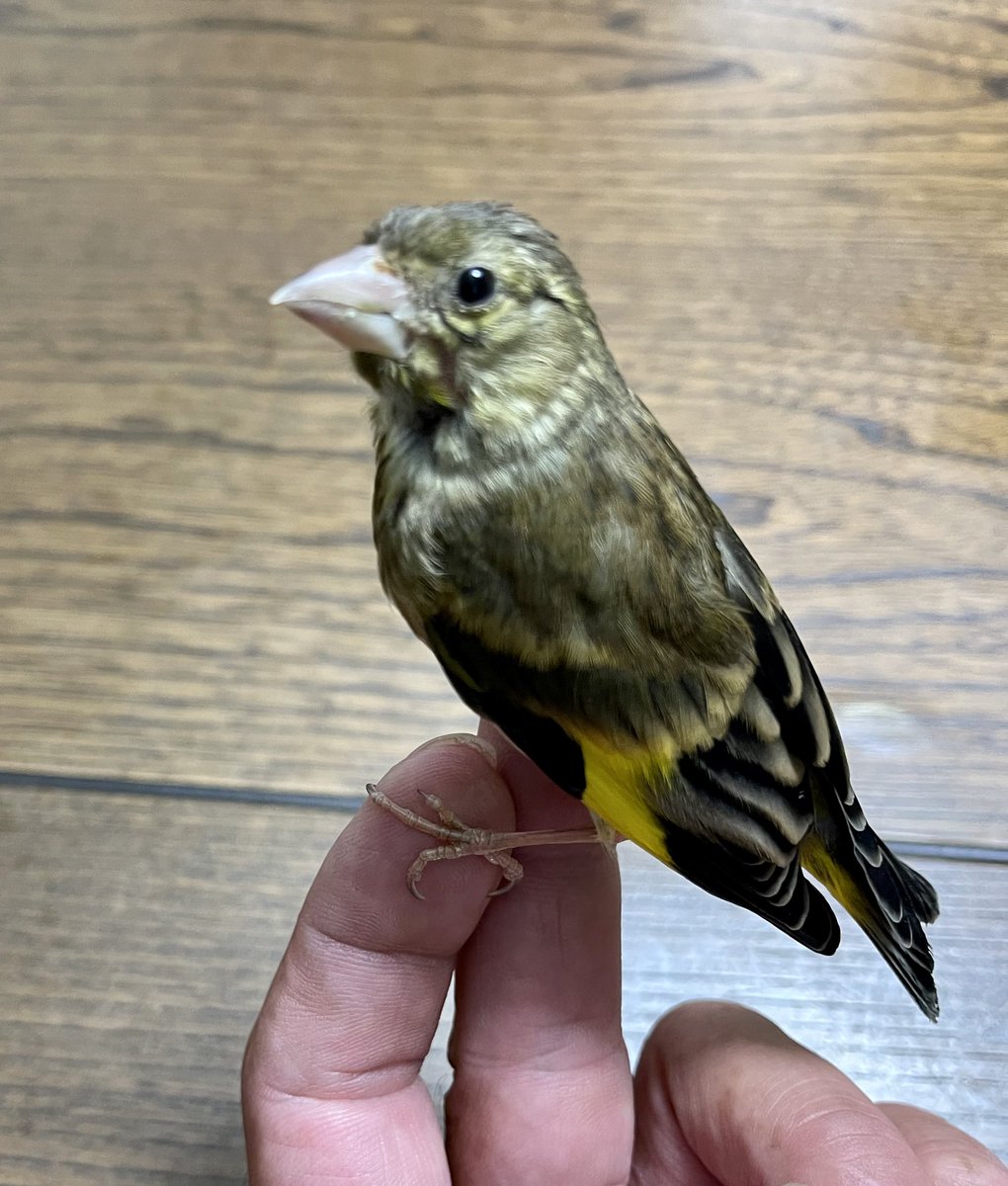 保護した野鳥
無事手乗り野鳥に成長

何気に嬉しい達成感🐧