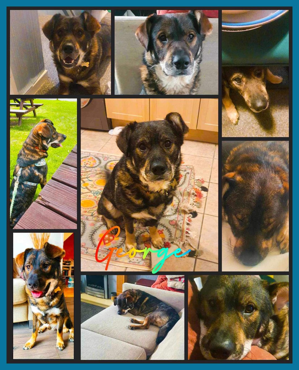 BrokenPawsSC's tweet photo. #brokenpawssecondchances https://t.co/gIrdfVzfT3