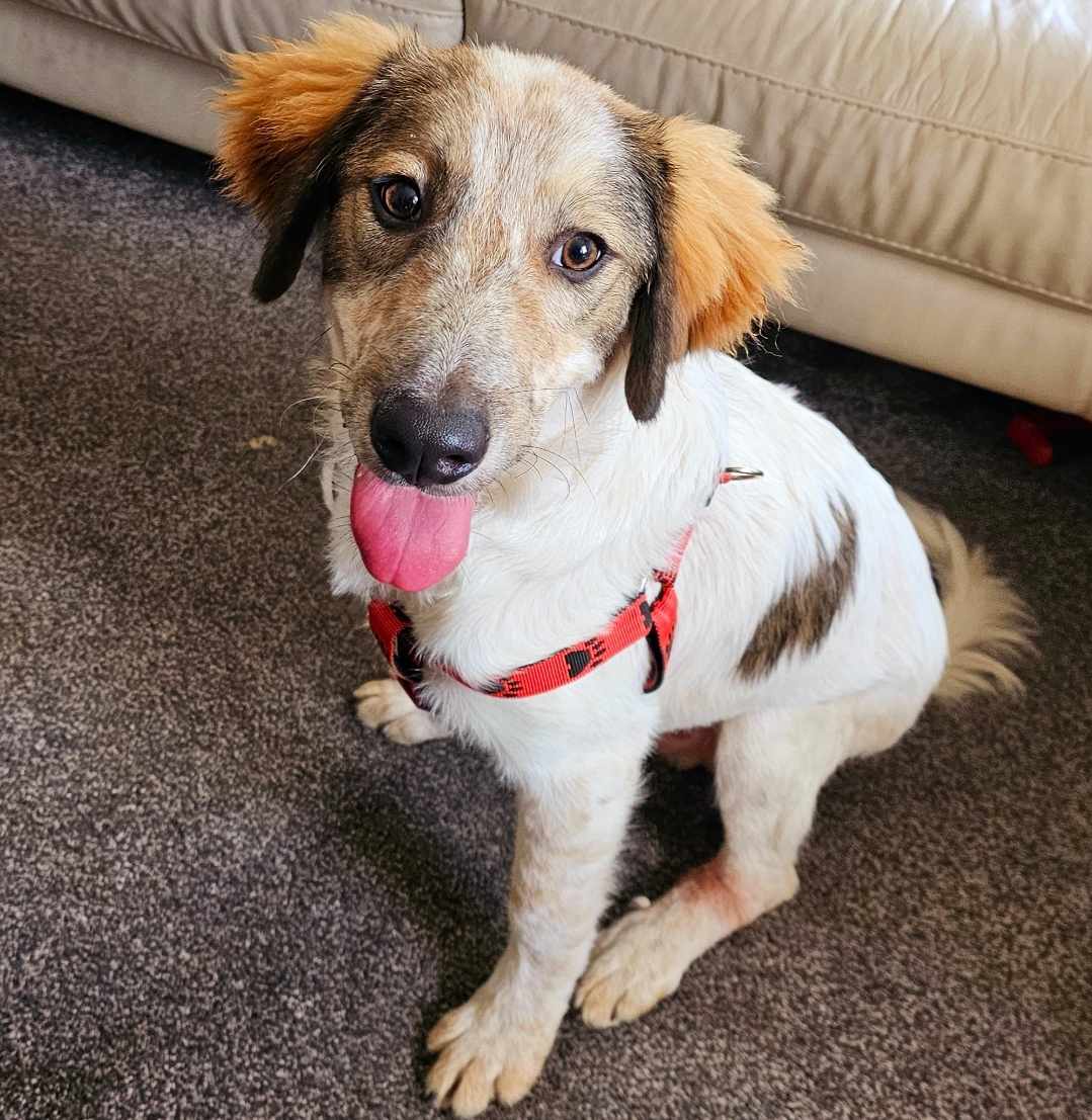 rescuedoggypaws's tweet image. Teddy is in home foster in #CoDurham in a home with other dogs and children so unusually they are able to offer families with children aged 12 and above the opportunity to adopt. He&apos;s a large breed cross and 8 months old.  Please contact
savingsaintsrescue.co.uk  #Durham