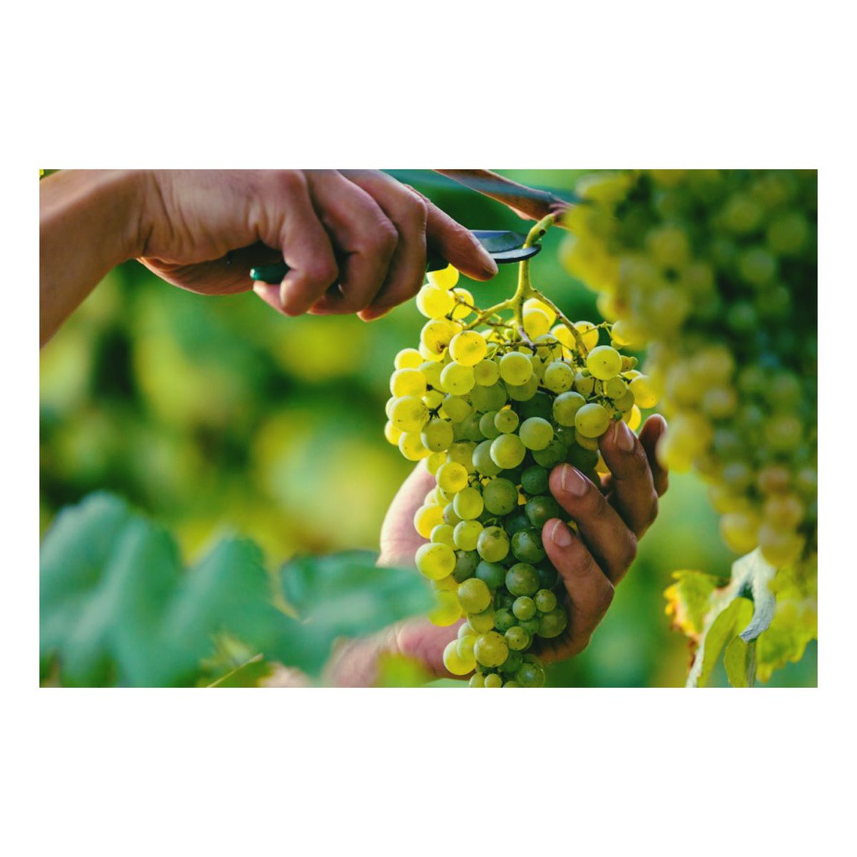 Good morning! 😃
First day of harvest!! 
Today for the first time ever… Something new it’s cooking in the Lafitte’s kitchen… 😎✨🚜🍇🍳🔥